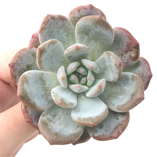 Echeveria 'Orange Monroe' 3" Rare Powdery Succulent Plant