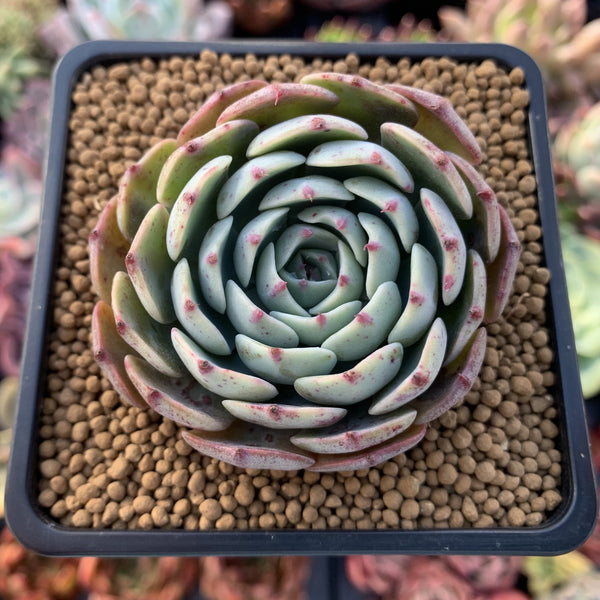 Echeveria sp. 3" Succulent Plant