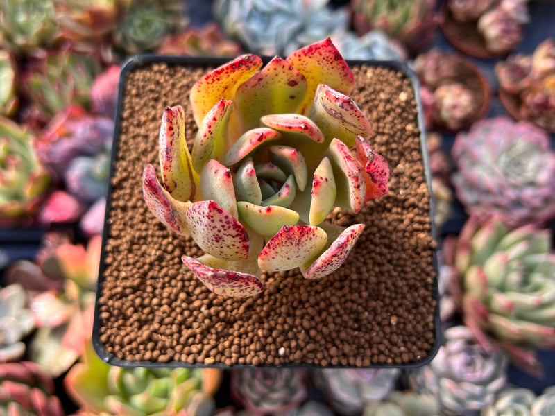 Echeveria sp. 2" Succulent Plant