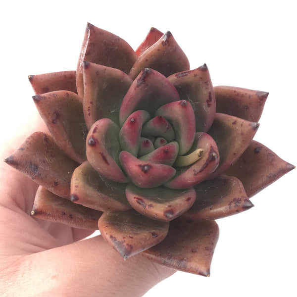 Echeveria Agavoides Var. Purple Ebony 4” Rare Succulent Plant