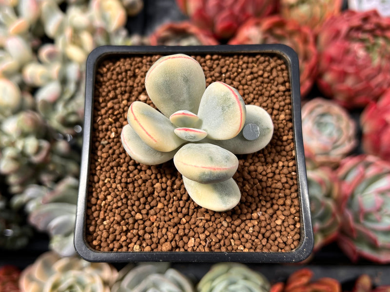 Cotyledon 'Orbiculata' Variegated 2" Succulent Plant