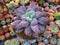 Echeveria 'Linguas' 8" Extremely Large Succulent Plant