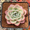 Echeveria 'Amabile' 2"-3" Succulent Plant