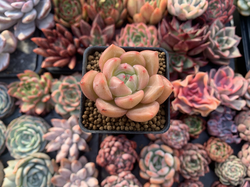 Echeveria Agavoides 'Shallot' 1" Succulent Plant