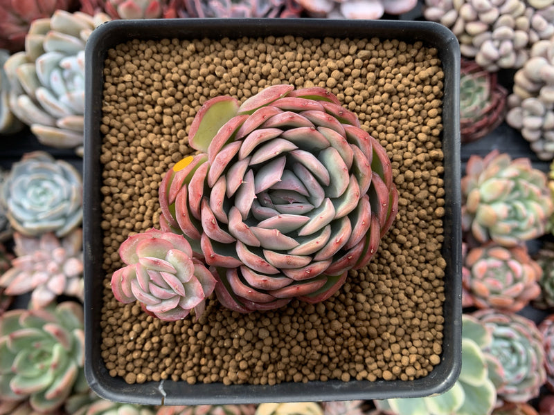 Echeveria 'Hanatsukiyo' 3" Succulent Plant