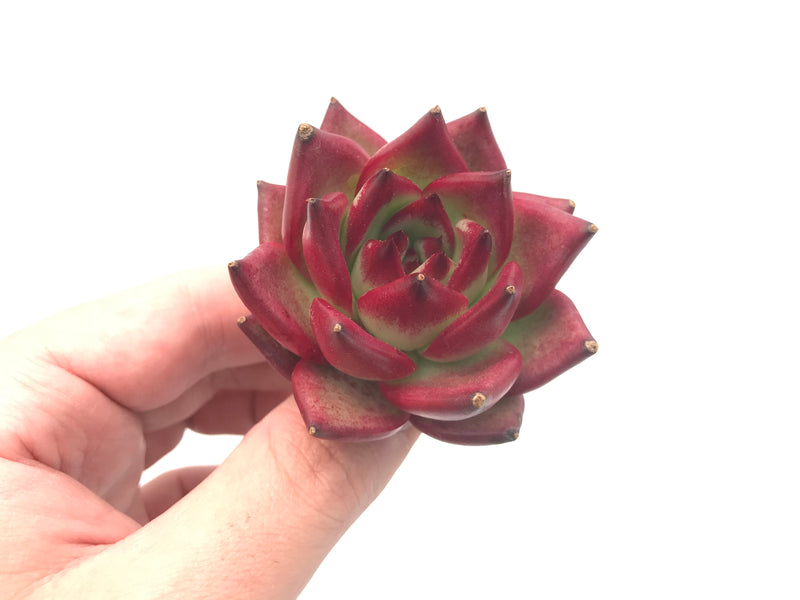 Echeveria Agavoides ‘Red Ebony’ Super Clone 2" Rare Succulent Plant