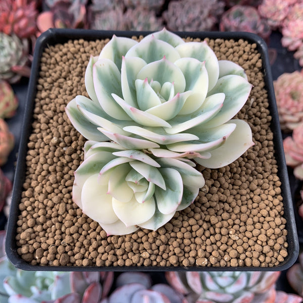 Echeveria 'Compton Carousel' 2"-3" Double-Headed Cluster Succulent Plant