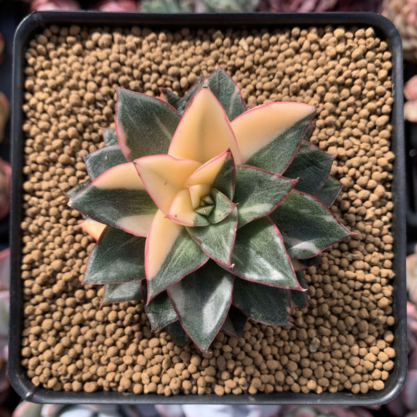 Echeveria 'Monocerotis' Variegated 3" Succulent Plant