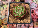 Echeveria Agavoides 'Sarabony' Hybrid 3" Succulent Plant