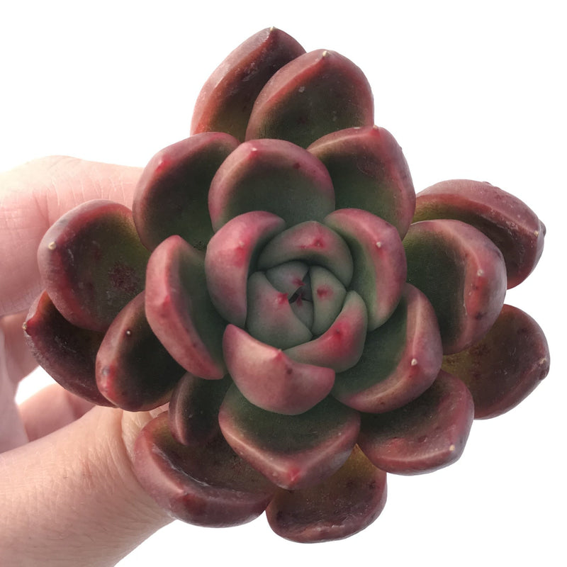 Echeveria Agavoides 'Arabesque' 3" Succulent Plant