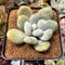 Pachyphytum 'Bracteosum' 2"-3" *Cutting* Succulent Plant