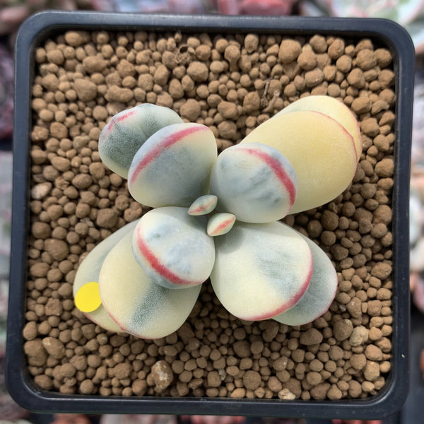 Cotyledon 'Orbiculata' Variegated Cutting 2" Succulent Plant