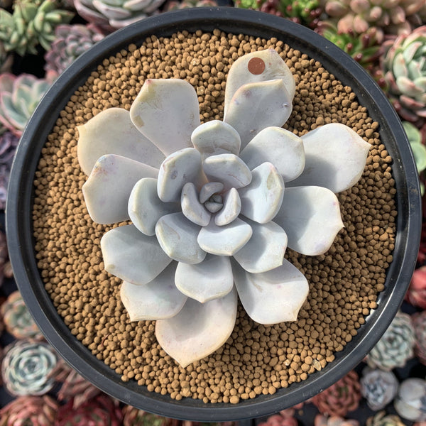 Echeveria 'Tiramisu' 3" Powdery Succulent Plant