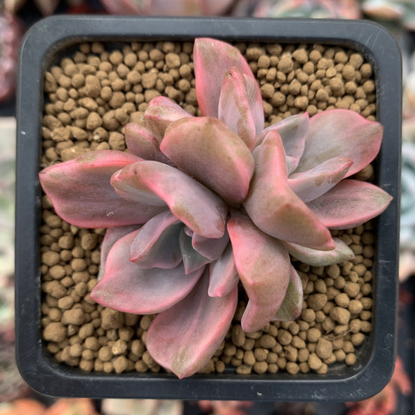 Graptoveria 'Mrs. Richards' Variegated 1"-2" Succulent Plant