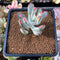 Cotyledon 'Orbiculata' Variegated 1" Succulent Plant