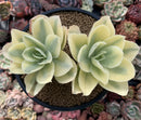 Echeveria 'Japan Moon River' Variegated 5"-6" Succulent Plant