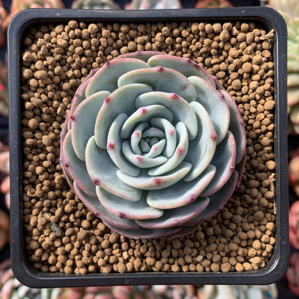 Echeveria 'Mont Blanc' 2" Succulent Plant