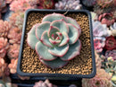 Echeveria 'Sensation' 2" Succulent Plant