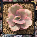 Echeveria 'Suyeon Frill' Variegated 3"-4" Succulent Plant