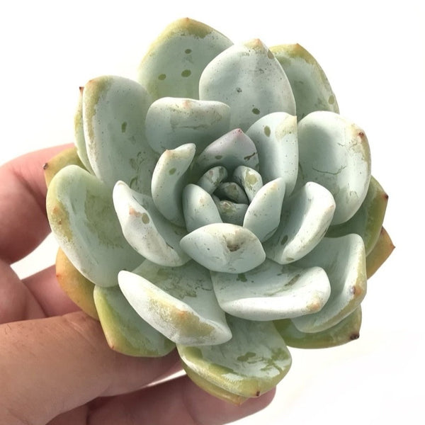 Echeveria 'Ivory' 3" Rare Succulent Plant