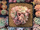 Echeveria 'Mebina' Variegated 4" Cluster Succulent Plant