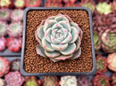 Echeveria 'Alba Beauty' 2" Succulent Plant