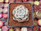 Echeveria 'Alba Beauty' 2" Succulent Plant