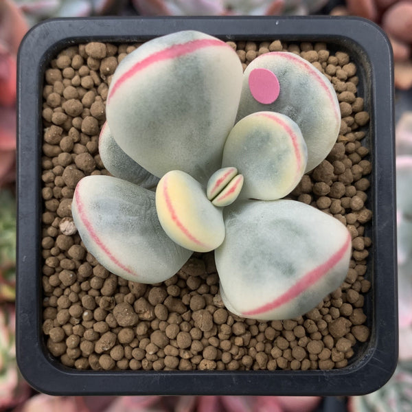 Cotyledon 'Orbiculata' Variegated Cutting 2" Succulent Plant