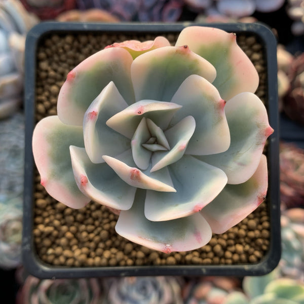 Echeveria 'Secunda' Variegated 2" Succulent Plant