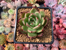 Echeveria Agavoides 'Sarabony' Hybrid 3" Succulent Plant