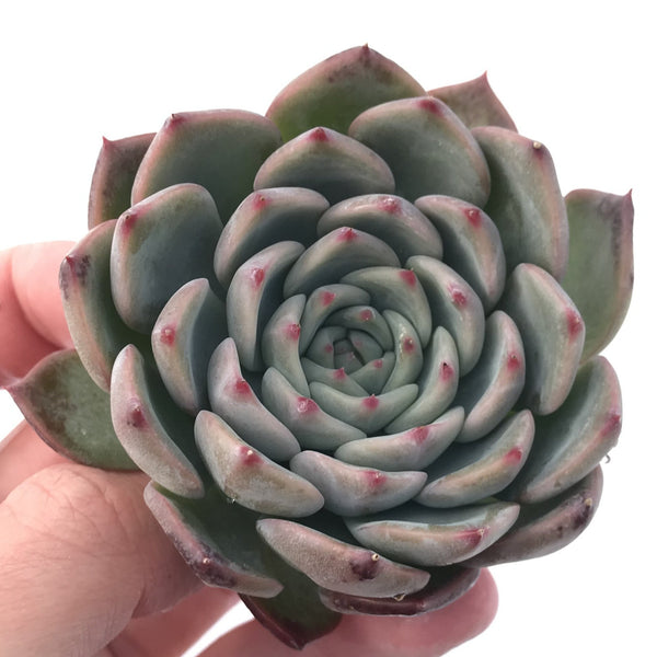 Echeveria 'Keralean' 2"-3" Succulent Plant