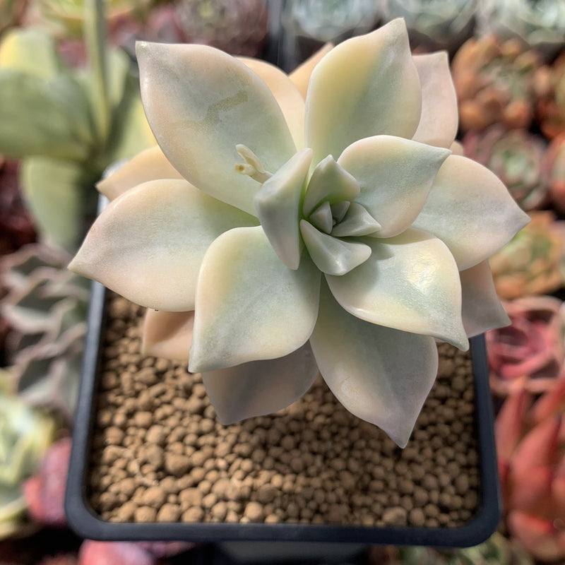 Graptopetalum 'Paraguayense' Variegated 3" Succulent Plant