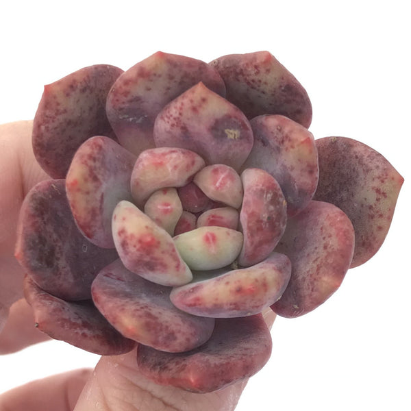 Echeveria 'Ariel' 1-2" Succulent Plant