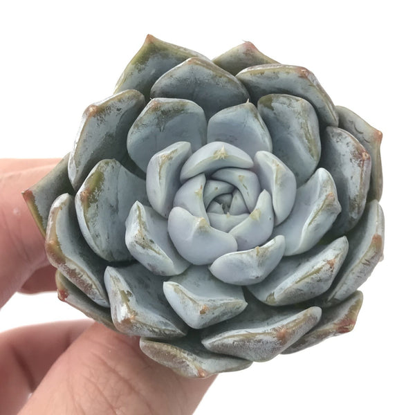 Echeveria 'Snow Bunny' 3" Powdery Succulent Plant