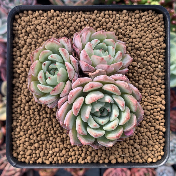 Echeveria 'Aarons' 3” Cluster Rare Succulent Plant