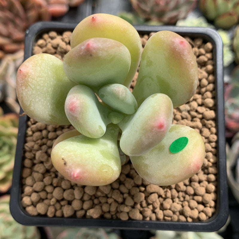 Pachyphytum 'Doctor Cornelius' 2" Succulent Plant