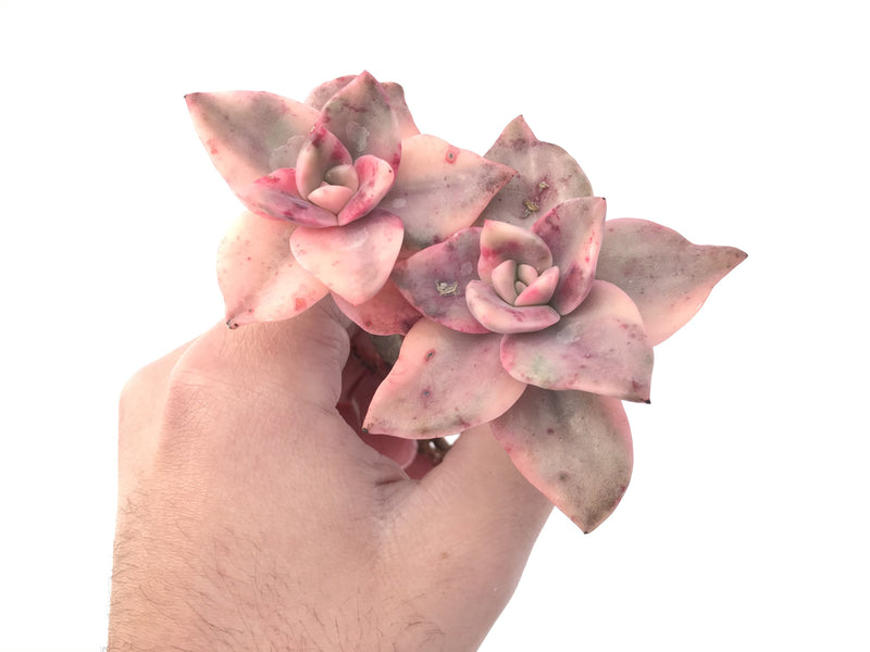 Graptopetalum 'Bainesii' Variegated 4" Double Headed Succulent Plant