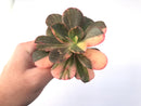 Echeveria 'Primadonna' Variegated 4" Succulent Plant