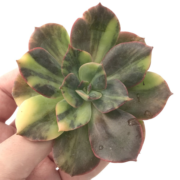 Echeveria 'Blue Metal’ Variegated Very Rare 4" Succulent Plant