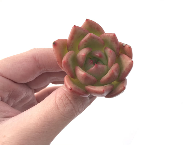 Echeveria Agavoides 'Champaign' 1" Succulent Plant