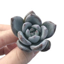 Echeveria 'Ivory' 1"  Powdery Succulent Plant