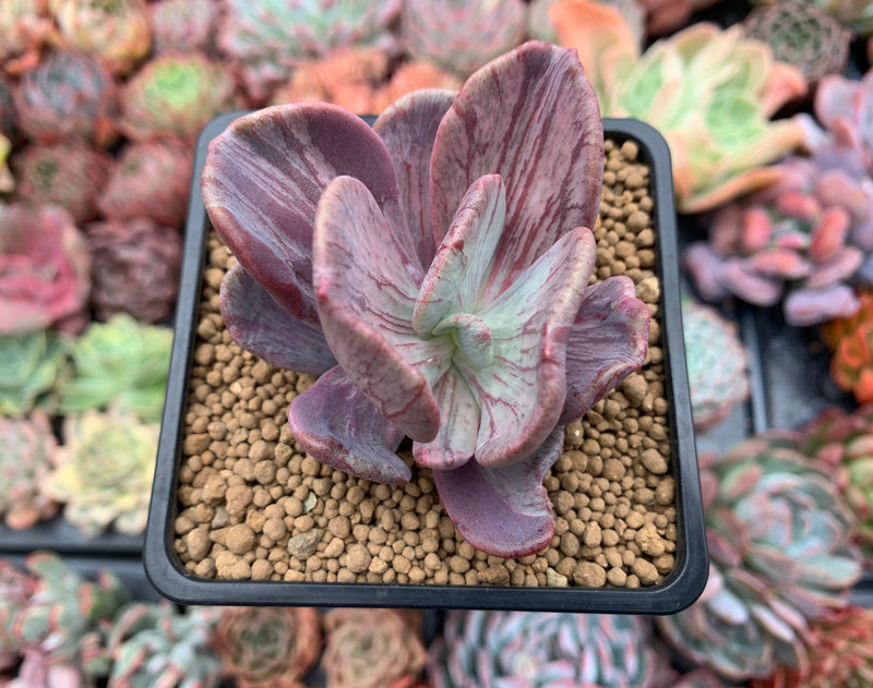 Pachyveria 'Jocelyns Joy' Variegated 2" Cutting Succulent Plant