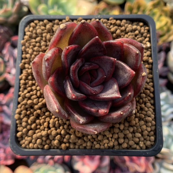 Echeveria Agavoides 'Blood Maria' 1"-2" Succulent Plant