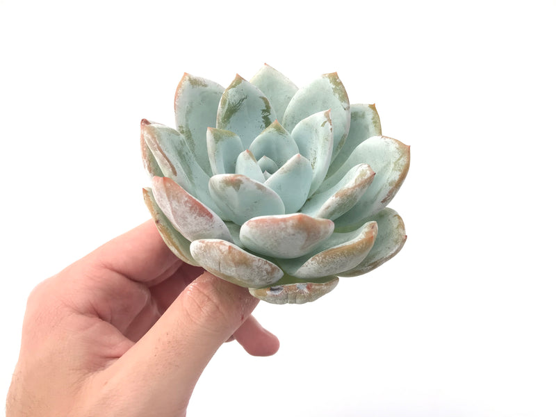 Echeveria 'Ivory' 4" Powdery Succulent Plant