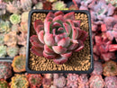 Echeveria sp. 2" Succulent Plant