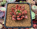 Pachyphytum Compactum 'Pink Glaucum' 2" Succulent Plant