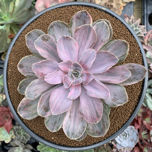 Echeveria 'Perle von Nurnberg' Variegated 5" Succulent Plant