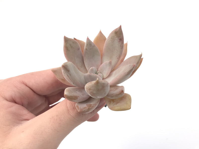 Echeveria 'Jinjuhee' 2" Rare Powdery Succulent Plant