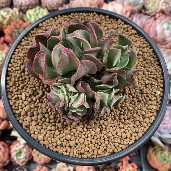 Echeveria 'Black Hawk' 4" Cluster with Crested Head Succulent Plant