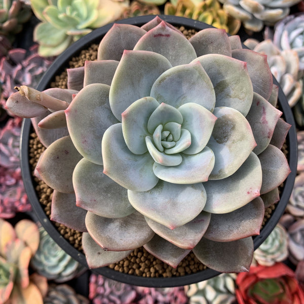 Echeveria 'Bianca' 5” Large Powdery Succulent Plant